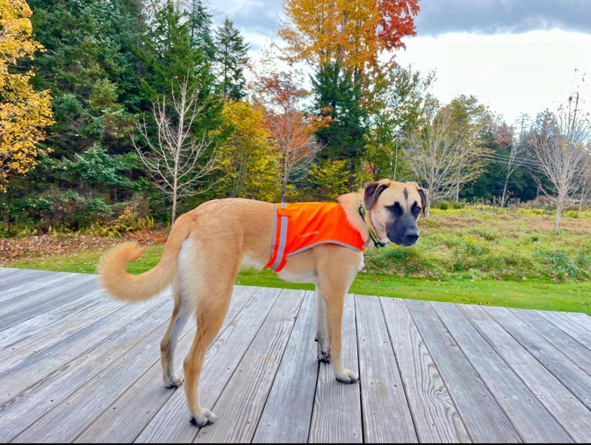 Lightweight Dog Vest Mid-Back Coverage 24 in Chest x 17 in Neck Orange