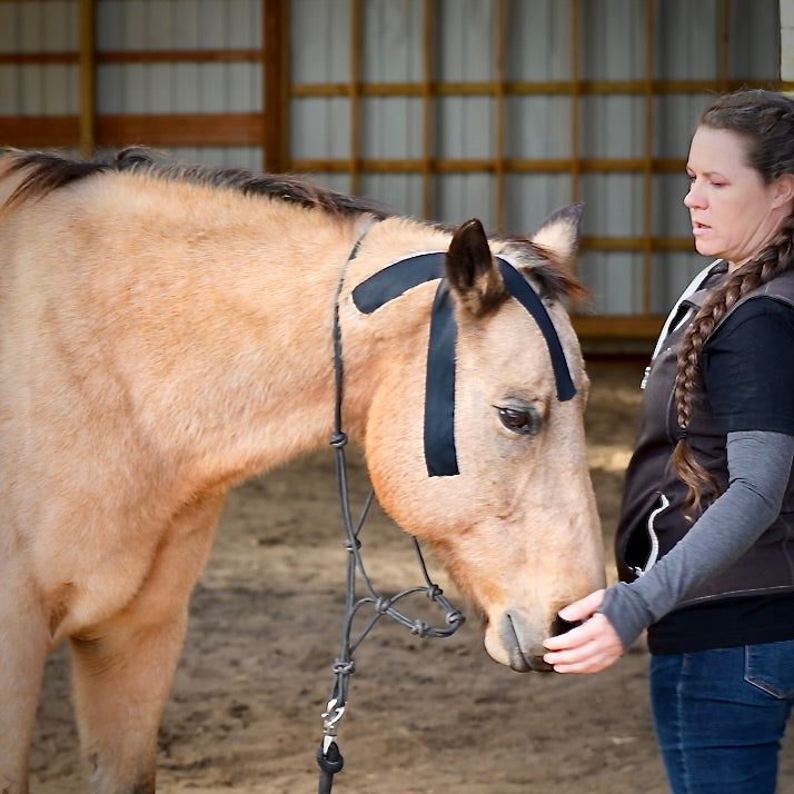 Horse 4-Way Functional Taping Tape — Biomechanic Support