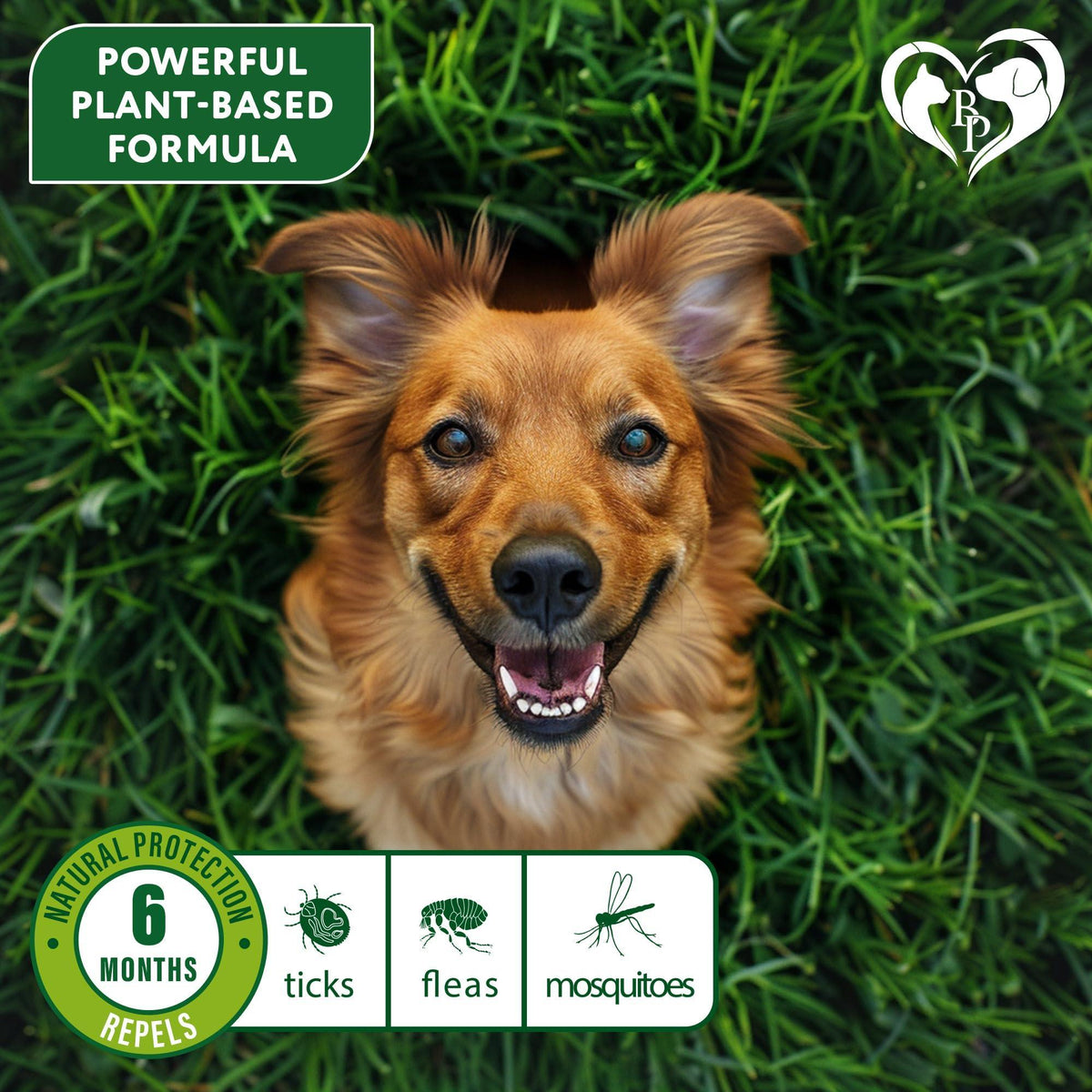 Flea & Tick Collar for Dogs 6-Month Protection Essential Oil Repellent 1 Pack
