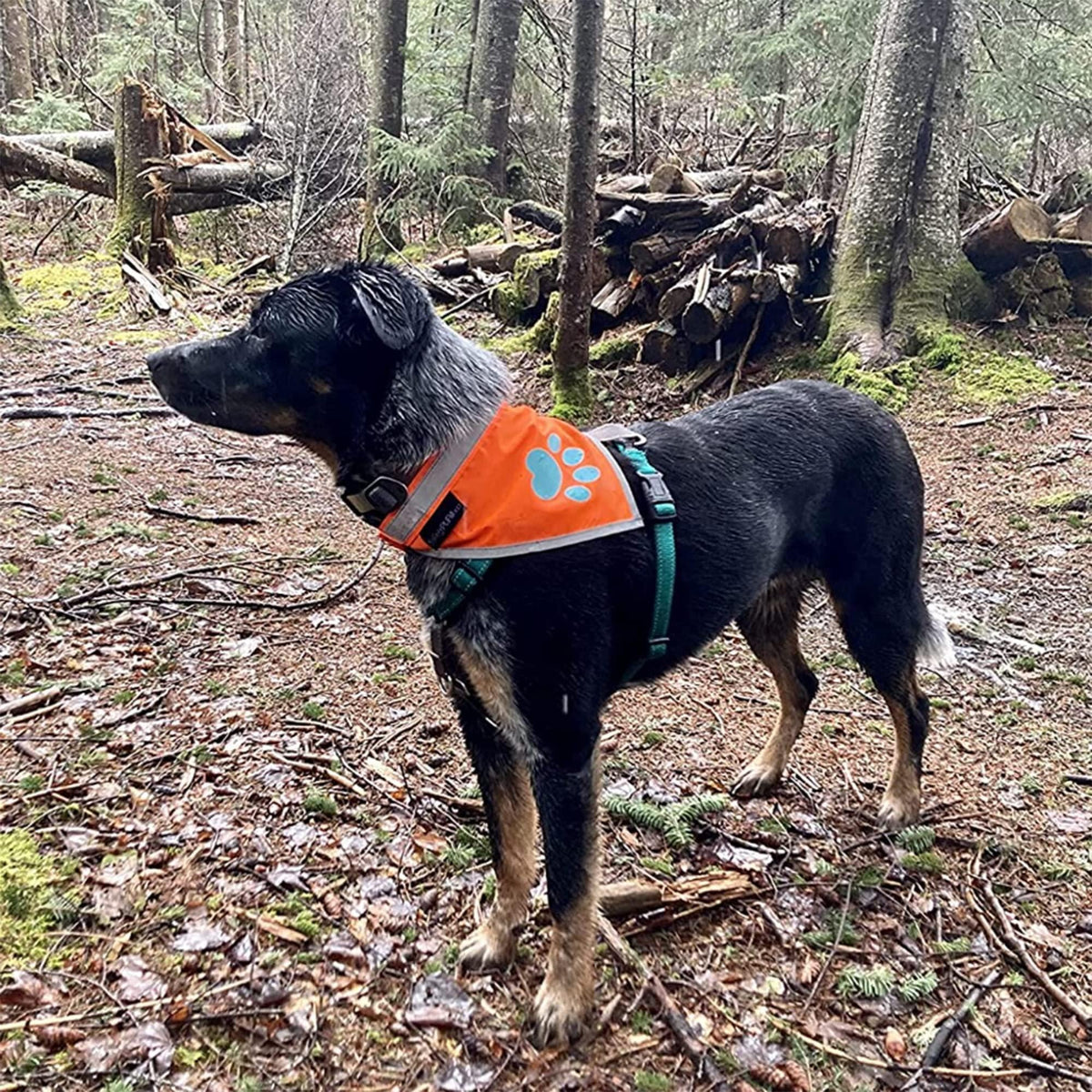 Reflective Dog Bandana Hi-Vis M Size 19 in Chest x 19 in Neck Orange
