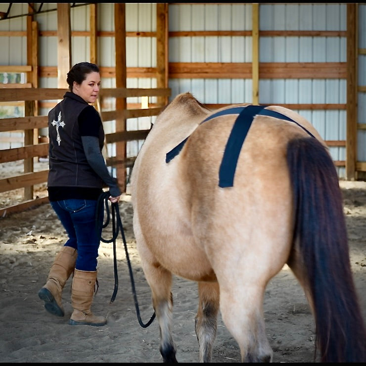 Horse 4-Way Functional Taping Tape — Biomechanic Support