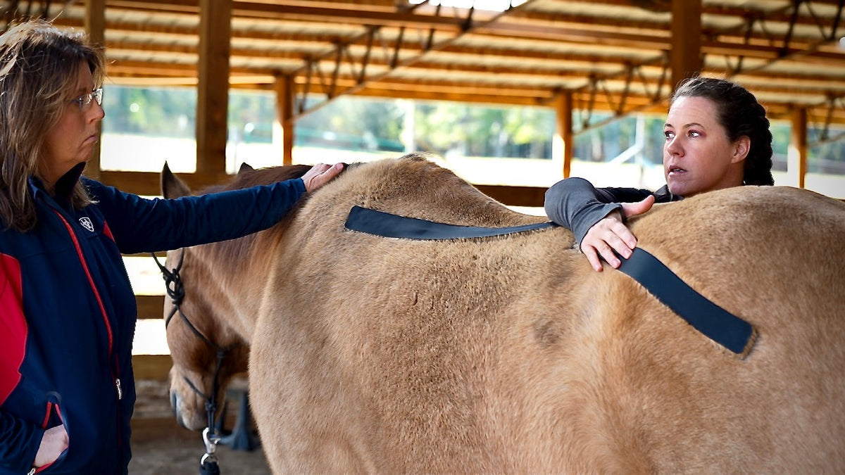 Horse 4-Way Functional Taping Tape — Biomechanic Support