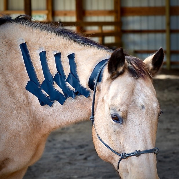 Horse 4-Way Functional Taping Tape — Biomechanic Support