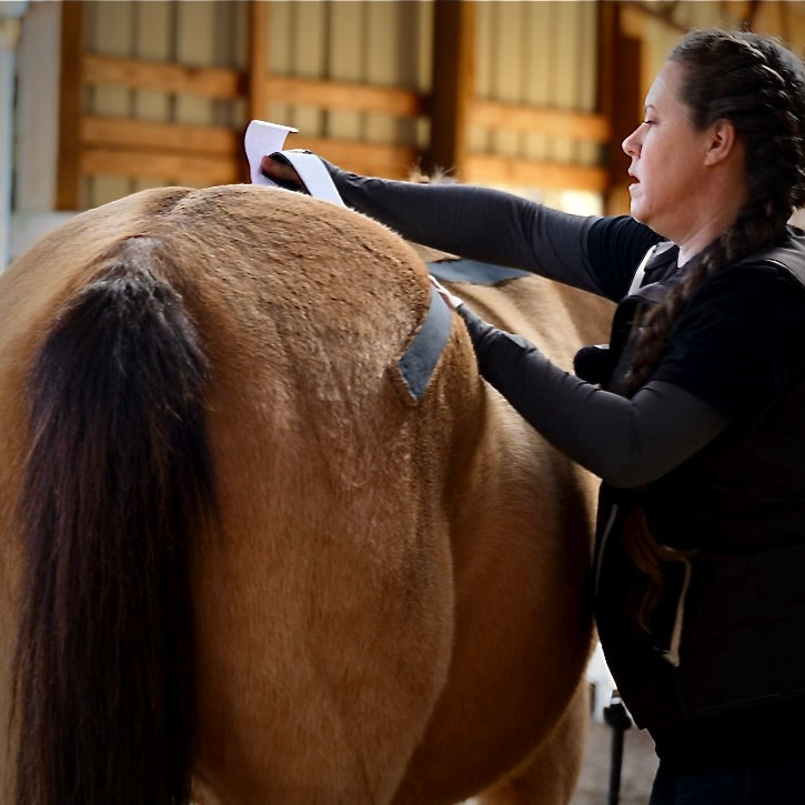 Horse 4-Way Functional Taping Tape — Biomechanic Support