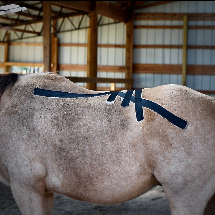Horse 4-Way Functional Taping Tape — Biomechanic Support